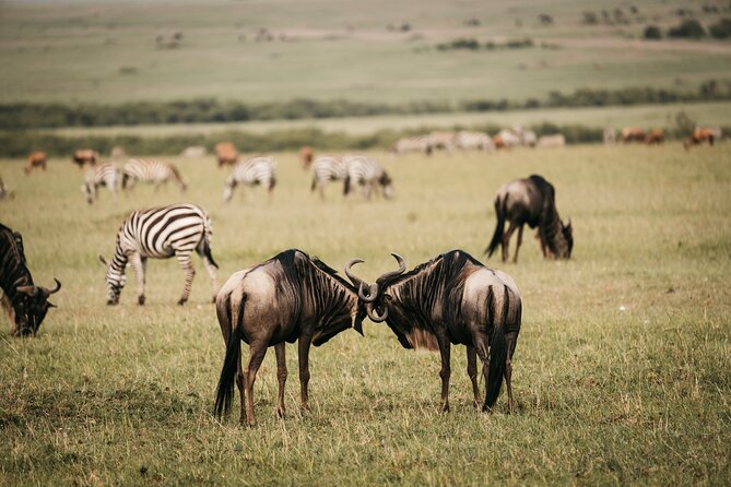 4-Day Maasai Mara and Lake Nakuru Safari from Nairobi - Who should book this safari, and who should reconsider