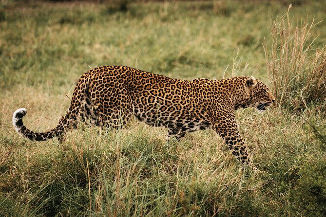 4-Day Maasai Mara and Lake Nakuru Safari from Nairobi - Day 2 in Maasai Mara: a full day for Big Five odds and Mara River lunch