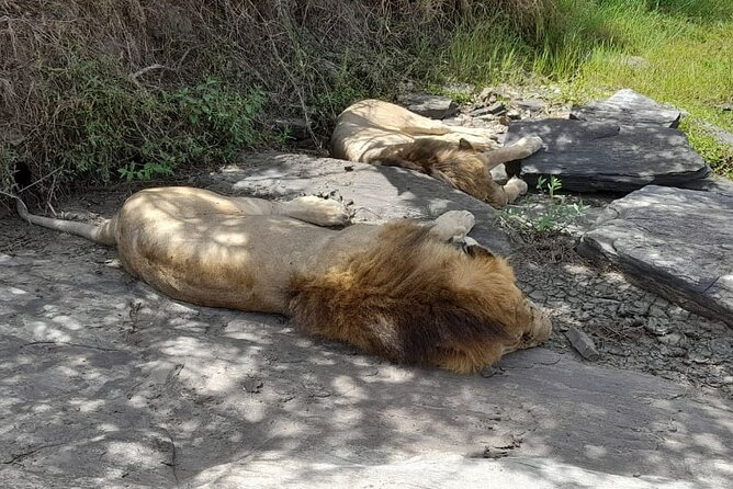 4-Day Masai Mara and Lake Nakuru Jeep Safari - Optional Maasai village and Oloolaimutia Primary School: culture time with real-world costs