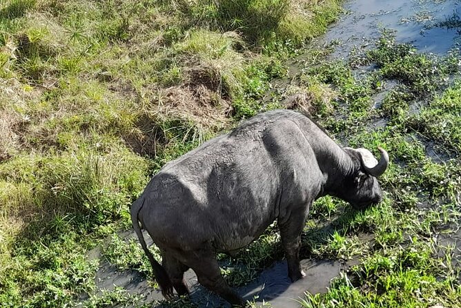 4-Day Masai Mara and Lake Nakuru Jeep Safari - Crossing to Lake Nakuru: from Mara plains to bird and rhino country
