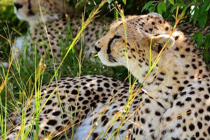 4-Day Masai Mara and Lake Nakuru Jeep Safari - Nairobi to Maasai Mara: Great Rift Valley viewpoint and Mount Longonot stop