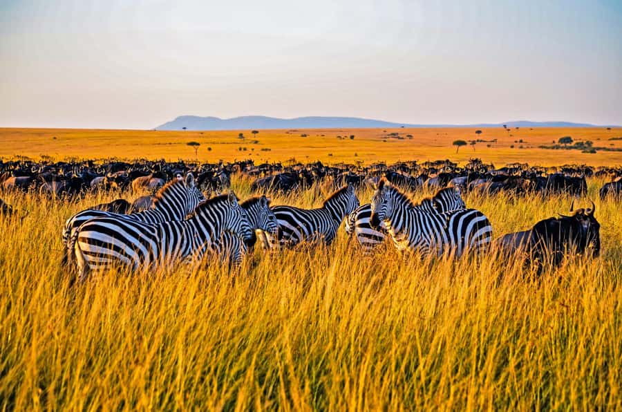 4-Day Masai Mara and Lake Nakuru Safari - From Nairobi Into Rift Valley Country, Fast
