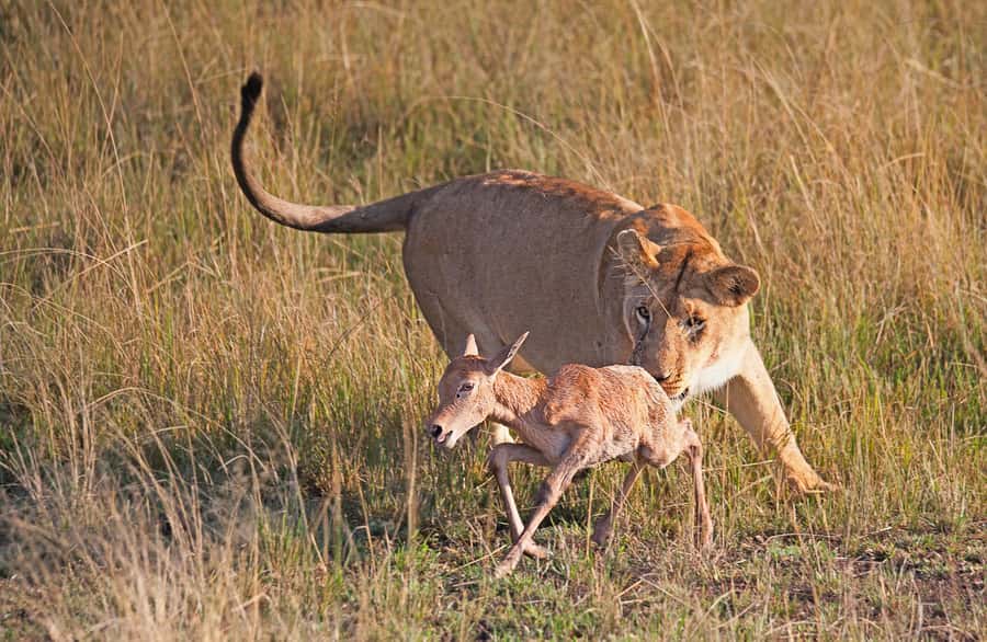 4-Day Masai Mara and Lake Nakuru Safari - Day 2: Full-Day Maasai Mara, Mara River Lunch and Big Five Odds