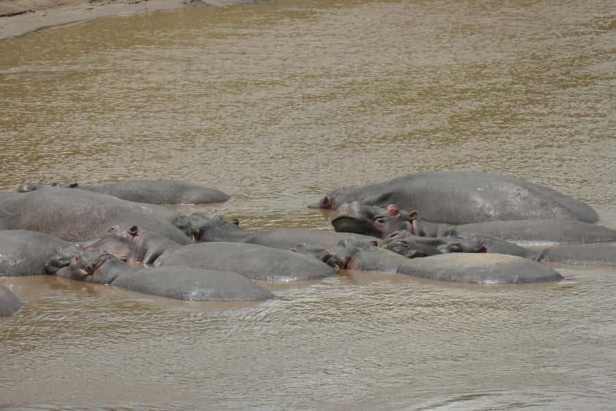 4-Day Masai Mara and Lake Nakuru Safari - Price and Value, What You Get for $1,313 Per Person