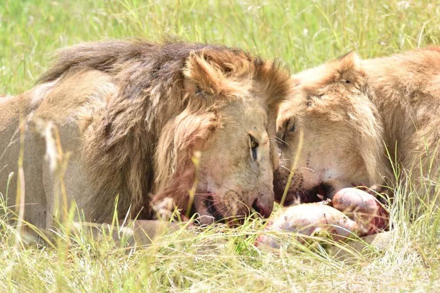 4-Day Masai Mara and Lake Nakuru Safari - The Main Drawbacks to Plan Around