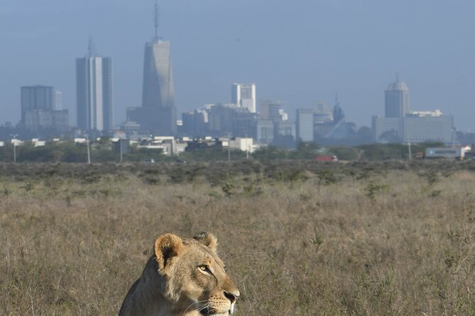4-Day Masai Mara and Lake Nakuru safari from Nairobi. - Day 2 Mara Big Game Day, Plus Mara Triangle and an Optional Maasai Village