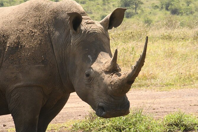 4-Day Masai Mara and Lake Nakuru safari from Nairobi. - Day 3: Pre-Breakfast Hunt, Then the Transfer to Lake Nakuru