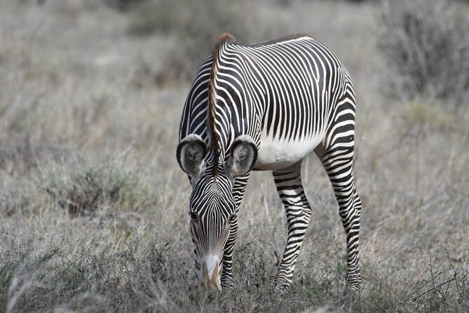 4-Day Masai Mara and Lake Nakuru safari from Nairobi. - Comfort Levels and Tented Camps: What You Can Control