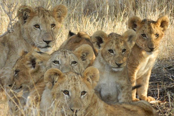 4-Day Masai Mara and Lake Nakuru safari from Nairobi. - Day 1: Rift Valley Photo Stop, Mount Longonot Views, and Your First Mara Drive
