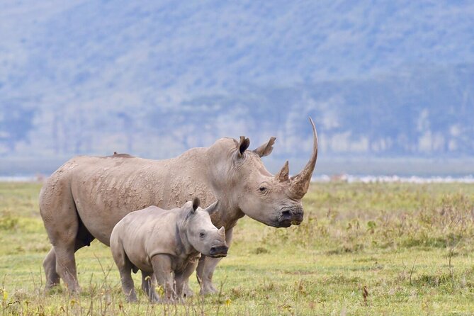 4-Day Masai Mara and Lake Nakuru Safari Tour from Nairobi - Key things that make this safari work