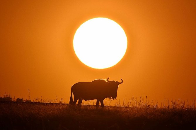 4-Day Masai Mara and Lake Nakuru Safari Tour from Nairobi - Nairobi pickup and the Rift Valley run to Masai Mara