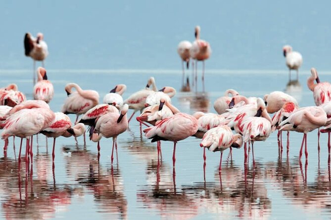 4-Day Masai Mara and Lake Nakuru Safari Tour from Nairobi - Early cat time at Lake Nakuru, then back to Nairobi via viewpoint