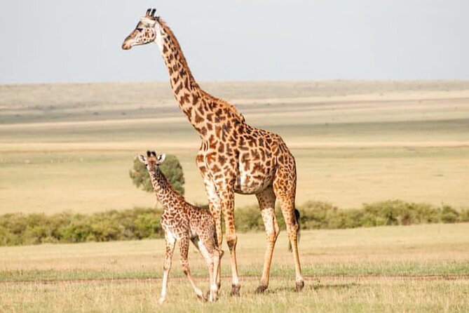 4-Day Masai Mara and Lake Nakuru Safari Tour from Nairobi - Lodging and full-board meals: comfort, but confirm your camp