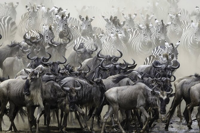 4-Day Masai Mara and Lake Nakuru Safari Tour from Nairobi - Should you book this Masai Mara and Lake Nakuru safari?
