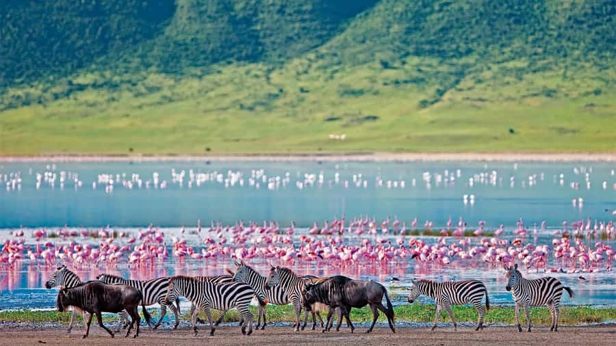 4-Day Masai Mara and Lake Nakuru Safari - Day 1: Nairobi to Maasai Mara, Hemingway Trails and a First Game Drive