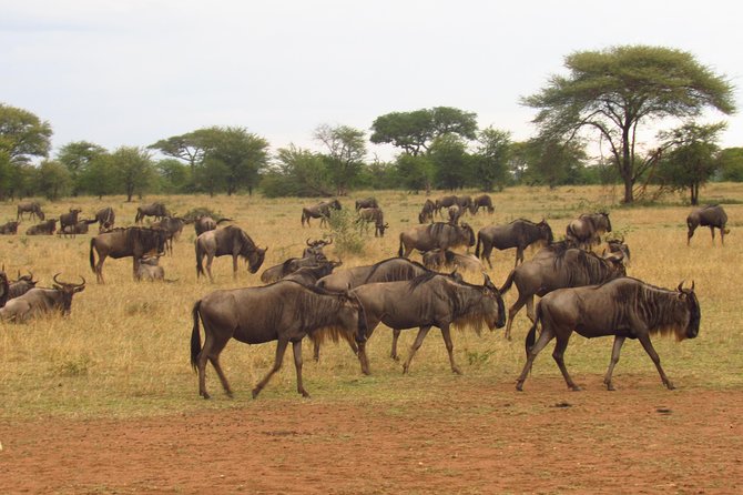 4-Day Masai Mara Big Five Safari - Why Masai Mara Is the Big Five Place to Target