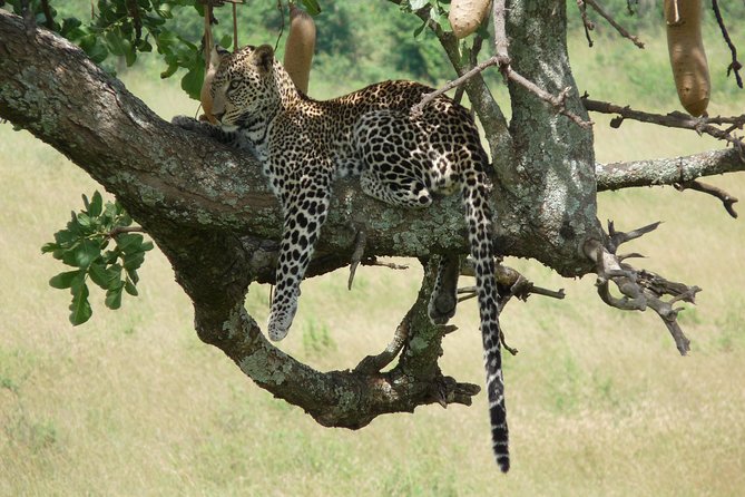 4-Day Masai Mara Big Five Safari - Who This Safari Fits Best (and Who Might Want a Different Plan)