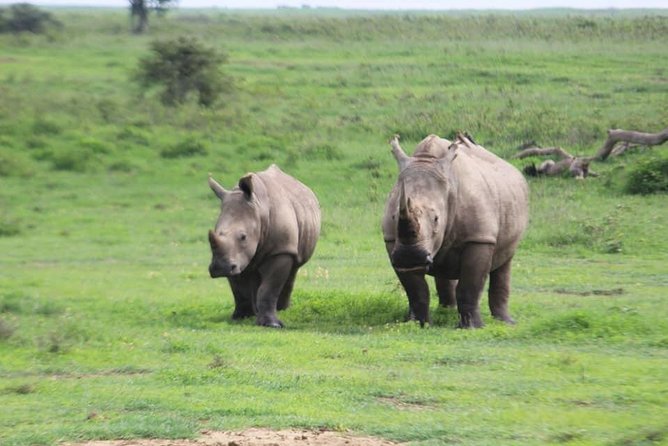 4-Day Masai Mara Big Five Safari - Day 1 Nairobi To Masai Mara, Plus a Real First Taste of Wild Country