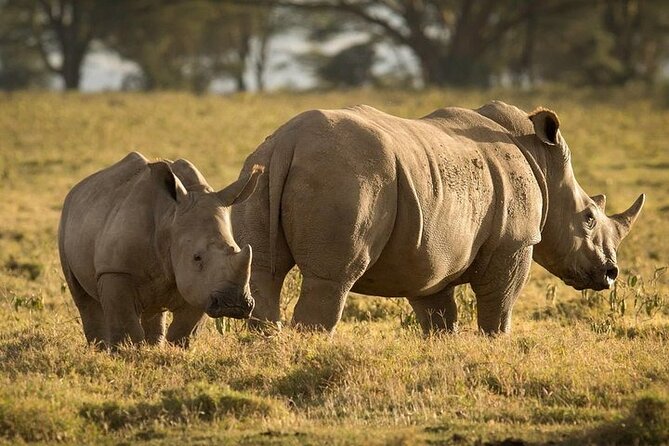 4-Day Masai Mara, L Naivasha and L Nakuru Safari - Who this safari is best for (and who should rethink it)