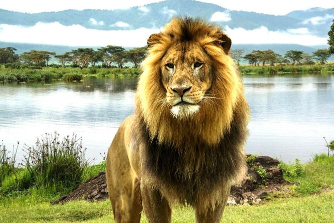 4 Day Masai Mara & Lake Nakuru Group Joining Camping Safari - Daily Departures - Day 1 in Maasai Mara: lunch timing and the evening game drive