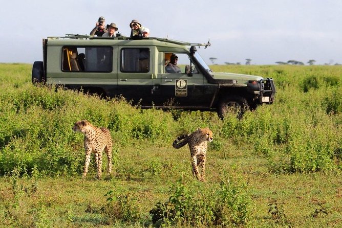 4 Day Masai Mara & Lake Nakuru Group Joining Camping Safari - Daily Departures - Day 3 to Lake Nakuru: early drive, long transfer, and Naivasha only if time allows