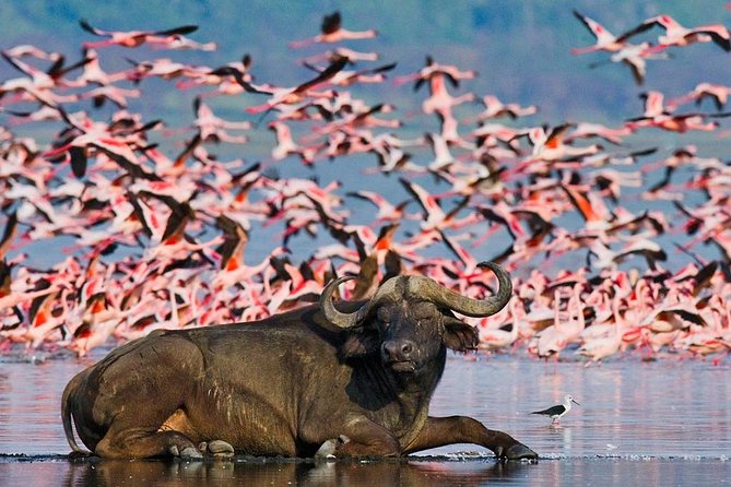 4 Day Masai Mara & Lake Nakuru Group Joining Camping Safari - Daily Departures - Why guides make or break this kind of safari (and who you may get)