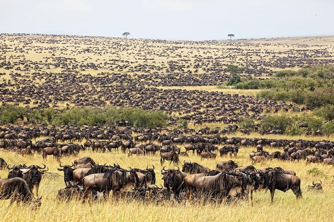 4 Day Masai Mara & Lake Nakuru Group Joining Camping Safari - Daily Departures - Camping-style comfort: what the included nights usually mean