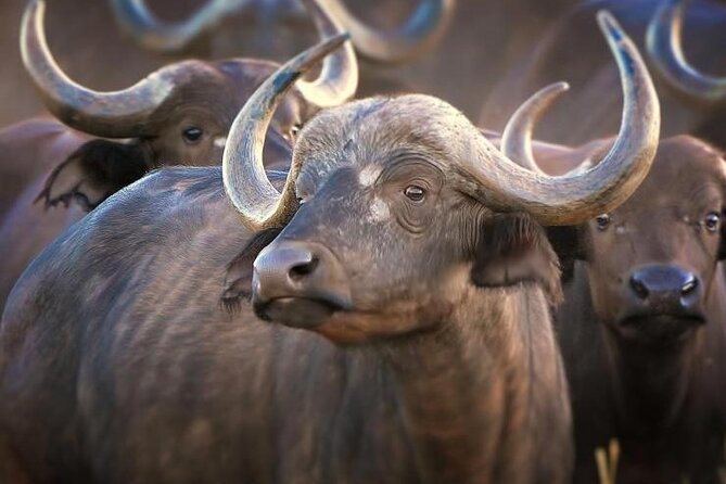 4-Day Masai Mara - Luxury Private safari (JEEP) - Why the Great Migration season is the real star in Masai Mara