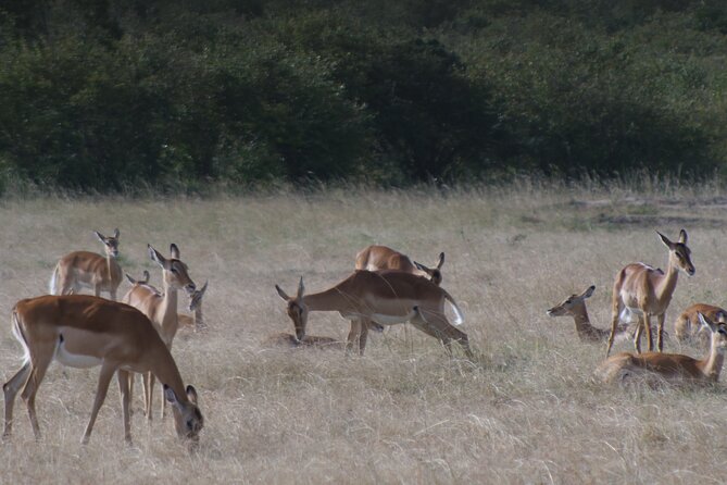 4-Day Masai Mara - Luxury Private safari (JEEP) - Day 2: Big Five focus, plus Mara River crocodile and hippo time