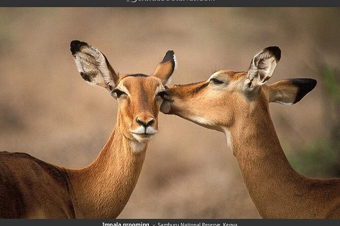 4-Day Masai Mara - Luxury Private safari (JEEP) - Day 3: sunrise bird’s-eye view, then back to serious game drive time