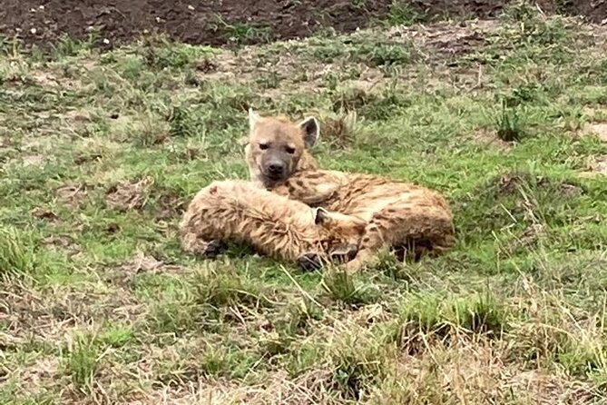 4-Day Masai Mara - Luxury Private safari (JEEP) - The luxury jeep setup: why pop-up roofs matter for real viewing