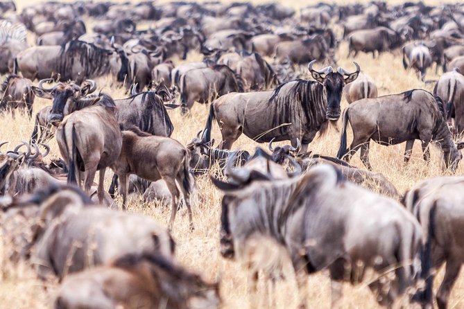 4-Day Masai Mara - Luxury Private safari (JEEP) - Nairobi to Masai Mara: the long drive that sets your day up