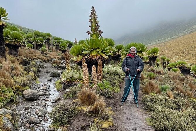 4-Day Mount Kenya Trekking with Pick Up - Day 3: 3:00 am Depart to Lenana for Sunrise, Then Back to Old Moses