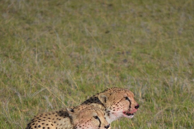 4 Day Private Lake Naivasha and Maasai Mara Safari Adventure - What to expect on Crescent Island, animal encounters and timing
