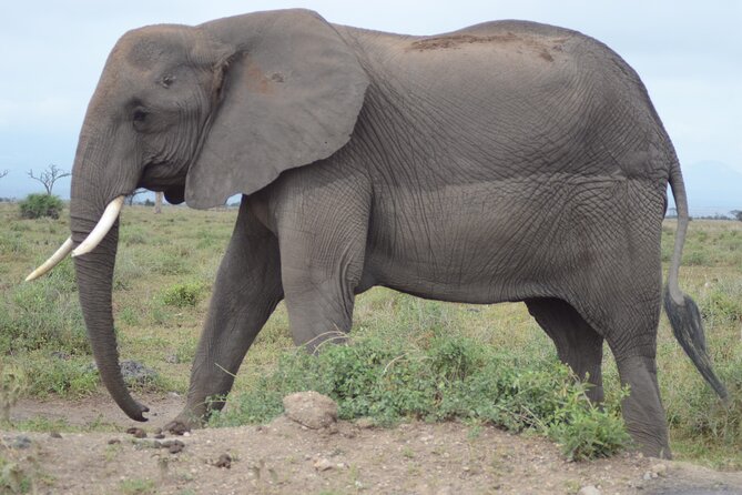 4 Day Private Masai Mara Flight Safari Tour from Nairobi - Why Flying Into the Masai Mara Changes Everything