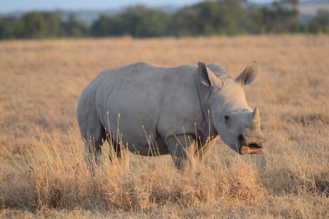 4 Day Private Masai Mara Flight Safari Tour from Nairobi - Day 3: Planning Your Day, Maasai Village Optional Stops, and the Balloon Choice
