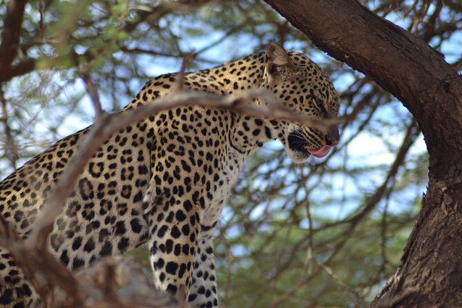 4 Day Private Masai Mara Flight Safari Tour from Nairobi - Day 4: Early Drive Favorites, Big Breakfast, and the Flight Back