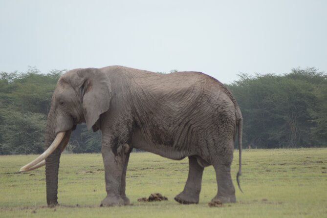4 Day Private Masai Mara Flight Safari Tour from Nairobi - What You Really Get for $3,900 Per Person