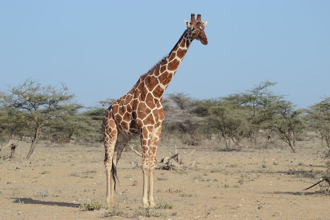 4 Day Private Masai Mara Flight Safari Tour from Nairobi - The Guide Factor: Julius, Ben, Michael, David, and Bonaya