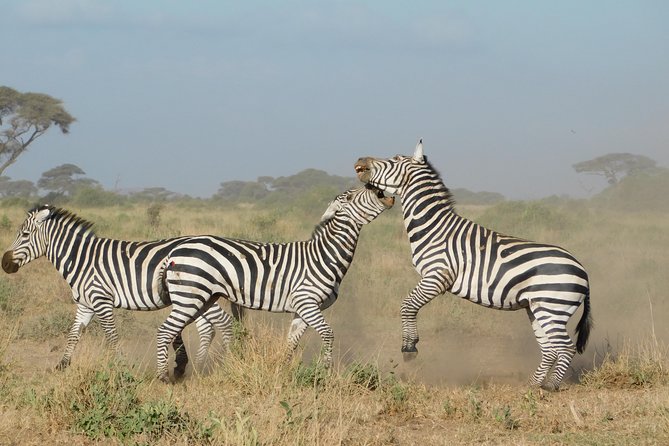 4 Day Private Masai Mara National Reserve & Lake Nakuru National Park Safari - Lodging and Food: Full Board Convenience, Not Luxury Promises