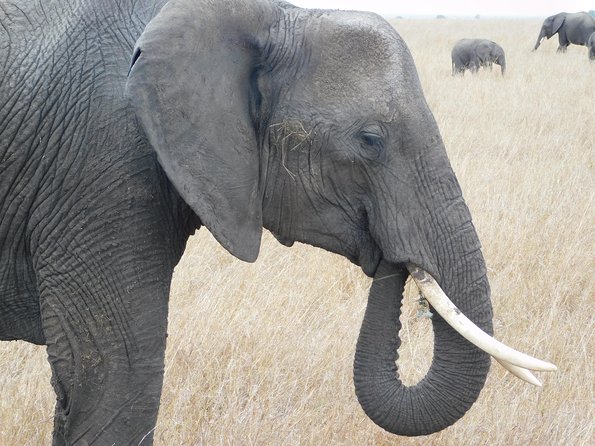 4 Day Private Masai Mara National Reserve & Lake Nakuru National Park Safari - Park Fees, Tickets, and What to Budget Before You Land