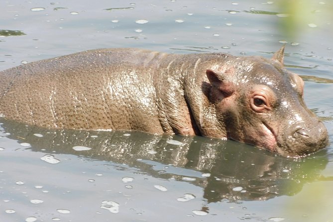 4 Day Private Masai Mara National Reserve & Lake Nakuru National Park Safari - Health and Comfort: Simple Prep Helps a Lot
