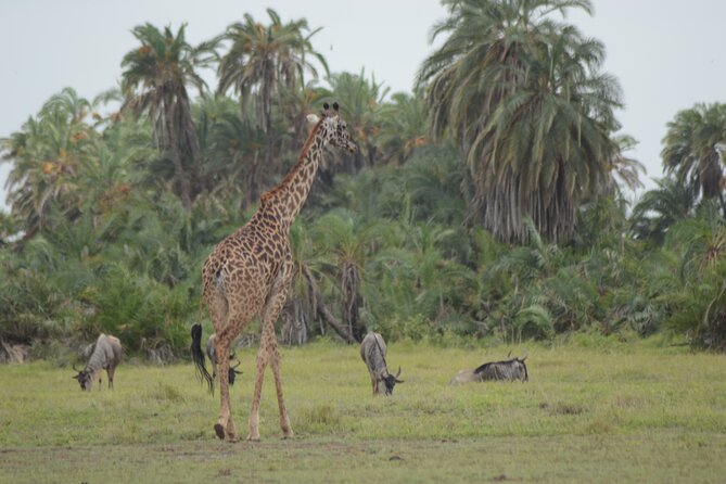 4-Day Safari to Tsavo and Amboseli from Diani Beach - Tsavo West and Ngulia Rhino Sanctuary: rhinos, lions, and that in-between time