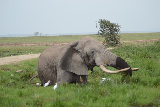 4-Day Safari to Tsavo and Amboseli from Diani Beach - Day 3: Tsavo East arrival and the long drive rhythm that helps sightings