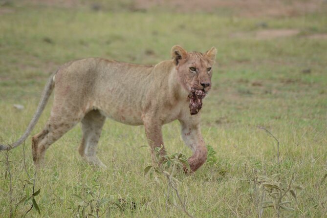 4-Day Safari to Tsavo and Amboseli from Diani Beach - Day 2 in Amboseli: sunrise calm, Mzima Springs, then elephants and Kilimanjaro vibes