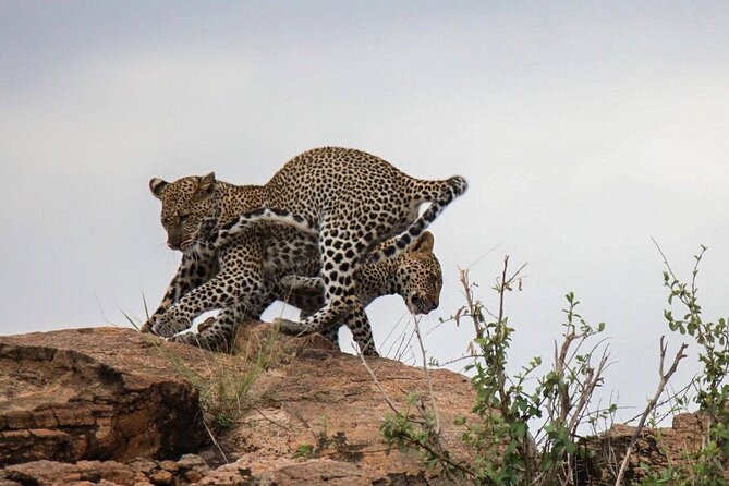 4-Day Tour in Lake Nakuru, Lake Naivash, Masai Mara from Nairobi - Nairobi to Lake Naivasha: Great Rift Valley Views and First Wildlife Wins