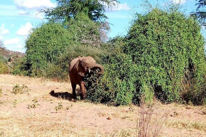 4-Day Tsavo East West and Amboseli National Park from Mombasa - Day 4 to Nairobi: One Last Morning Drive and a Clean Finish