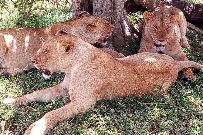 4-Day Tsavo East West and Amboseli National Park from Mombasa - Lodges, Meals, and What Full Board Actually Buys You