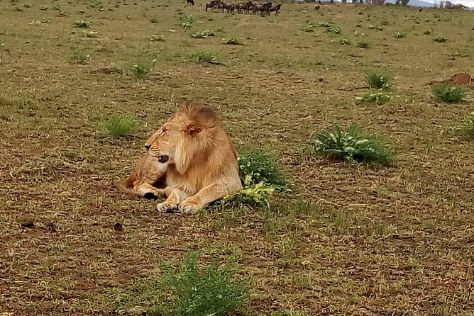 4-Day Tsavo East West and Amboseli National Park from Mombasa - Guide Help and How to Get the Best Animal Encounters