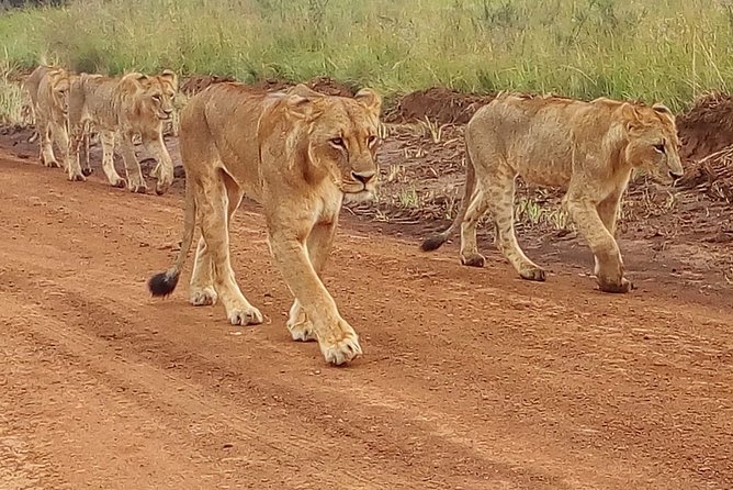 4-Day Tsavo East West and Amboseli National Park from Mombasa - Day 1 in Tsavo East: Voi Safari Lodge, Aruba Dam, and the Lions Story